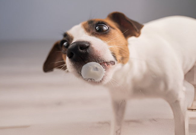 Mothball Toxicity in Pets – Vet Led Guide 2025 🐶🐱