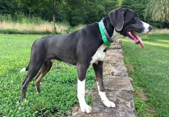 Mountain Cur 2025: Rugged American Hunter Temperament & Care 🐶✨