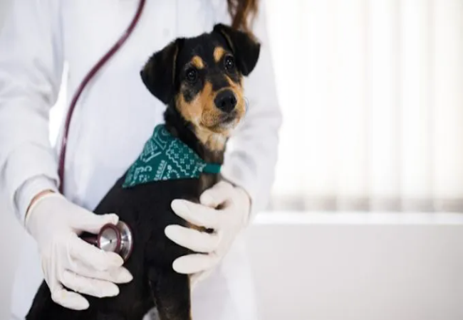 Mucopolysaccharidosis in Dogs – Vet Led Guide 2025 🐶🧬