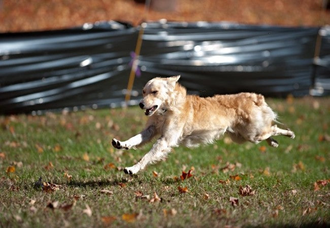Mudi Breed Guide 2025: Energetic Hungarian Herding Pro 🐶✨
