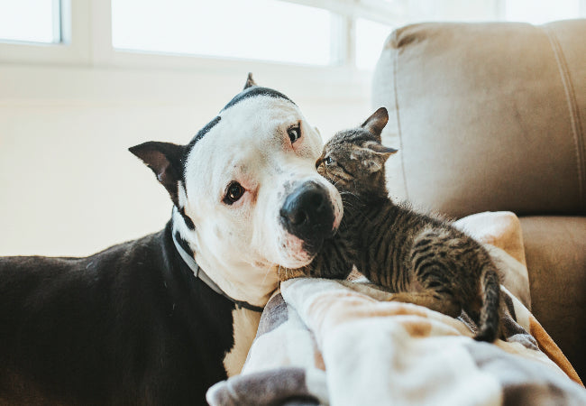 Multi-Pet Homes: How to Care for Each Animal & Stay Organized 🐶✨