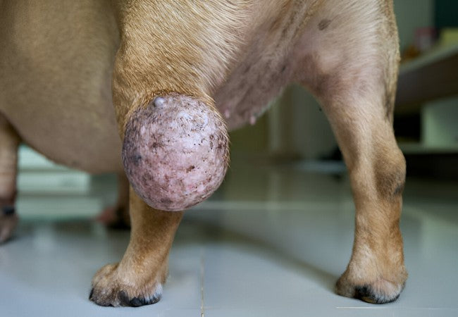 Multiple Myeloma in Dogs – Vet‑Led Guide 2025 🐶🩸