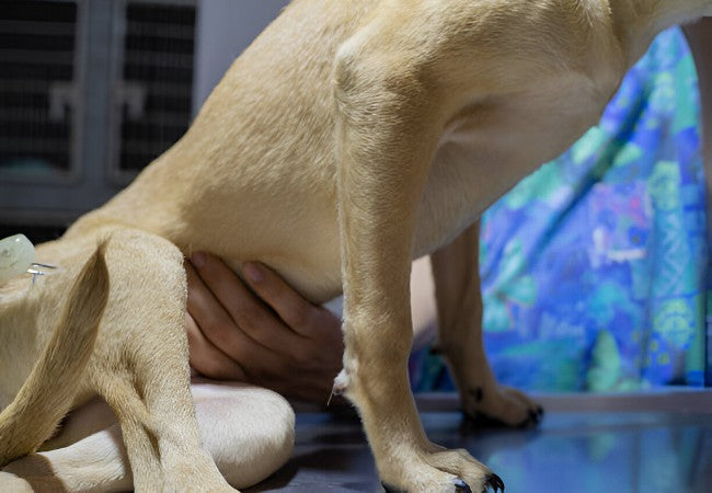 Muscle Rupture in Dogs – Vet‑Led Guide 2025 🐕💥