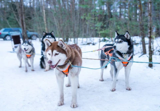 Mushing with Your Dog: A Vet Approved Guide for 2025  🛷🐶