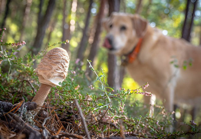 Mushroom Poisoning in Dogs – Vet‑Led Guide 2025 🍄🐶
