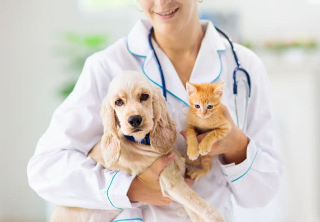 My Pet Is Moving Less – Vet‑Led Guide 2025 🐾