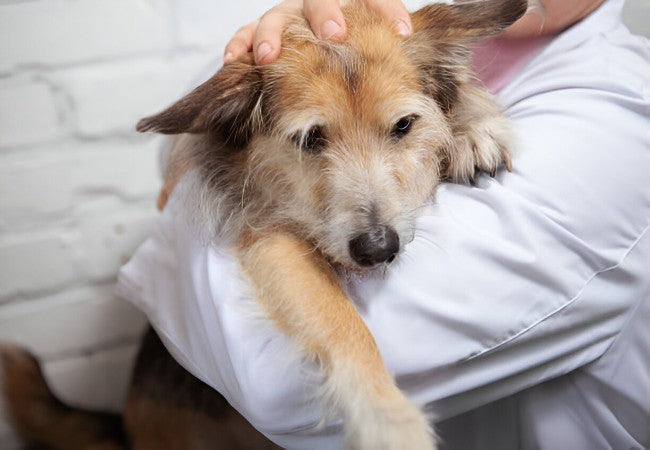 Myasthenia Gravis in Dogs – Vet‑Led Guide 2025 🐶⚖️
