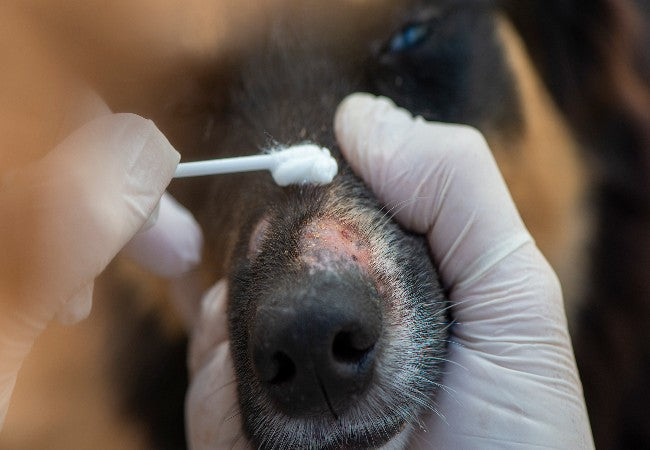 Mycoplasmosis in Dogs: Vet-Approved Causes, Symptoms & Treatments (2025 Guide) 🐶💊