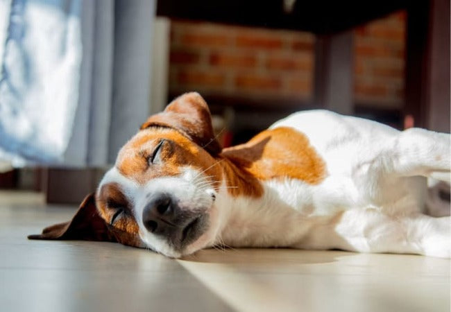 Narcolepsy in Dogs – Vet‑Led Guide 2025 🐶💤
