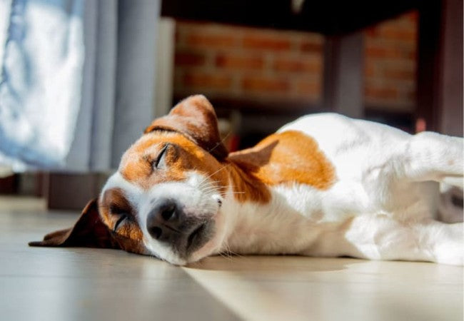 Narcolepsy in Dogs: Vet’s 2025 Guide to Causes, Diagnosis & Management 💤🐾