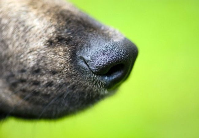 Nasal Dermatoses in Dogs – Vet‑Led Guide 2025 🐶👃🩺