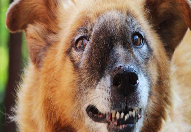 Nasal Tumors in Dogs – Vet‑Led Guide 2025 🐶👃🩺