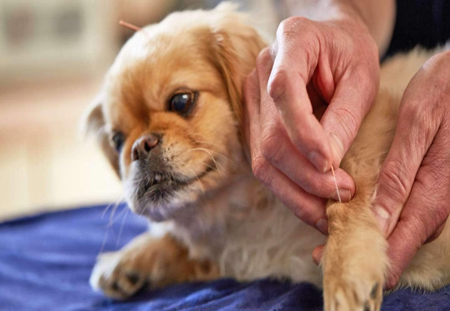 Natural Arthritis Management for Dogs – Vet Guide 2025 🐕🌱🩺