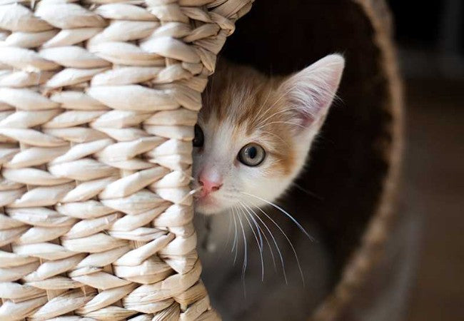 Natural Calming for Cats Vet Approved Foods, Scents & Stress-Reducing Habits