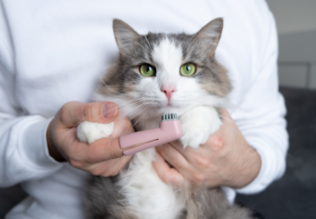 Natural Dental Health for Cats
