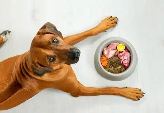 Natural Detox for Dogs