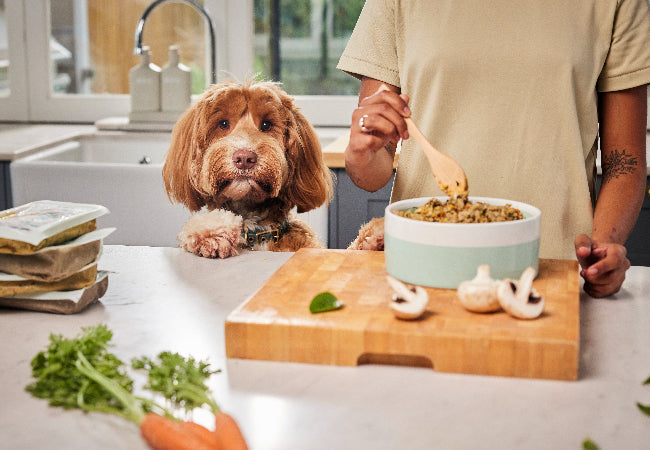 Natural Diets for Dogs 2025: Vet’s Guide to Raw, Cooked & Balanced Feeding 🐶✨