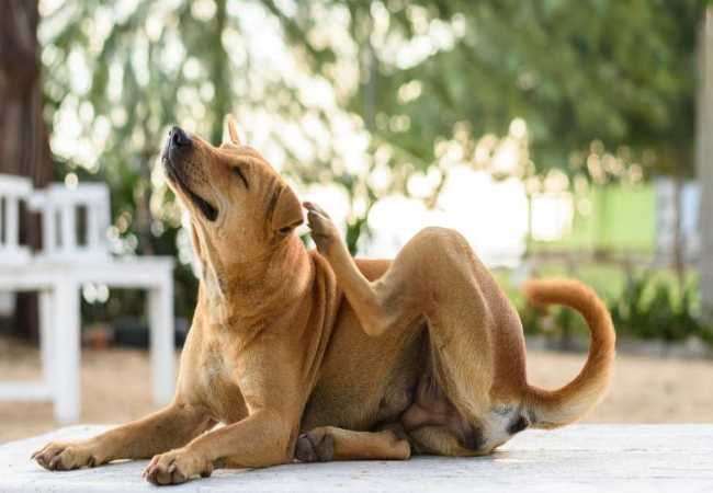 Natural Dog Allergy Relief