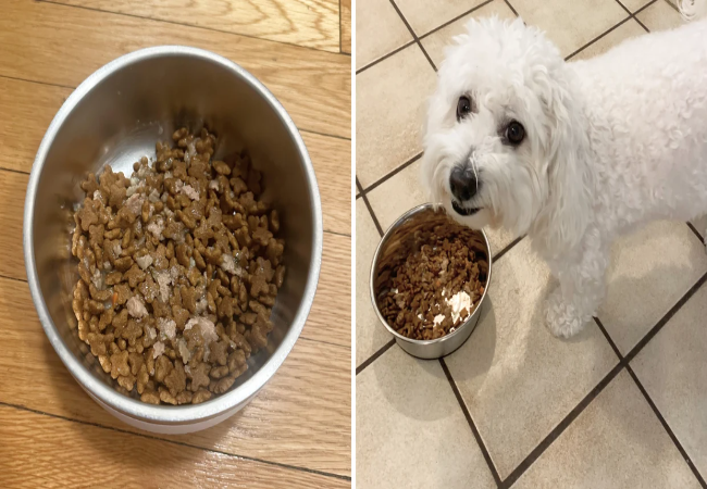Natural Dog Food Brands 2025: Vet Approved Alternatives to Kibble 🥗