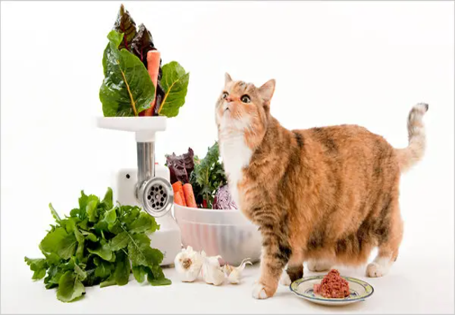 Natural Feeding for Cats