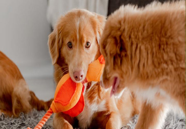 Best Diet for Anxious Dogs