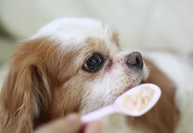 Natural Feeding for Senior Dogs