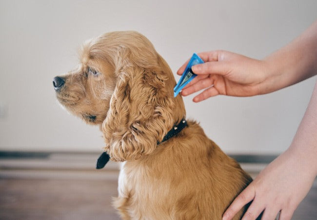 Natural Flea Repellent 2025: Vet Approved Remedies for Your Pets and Home🐾