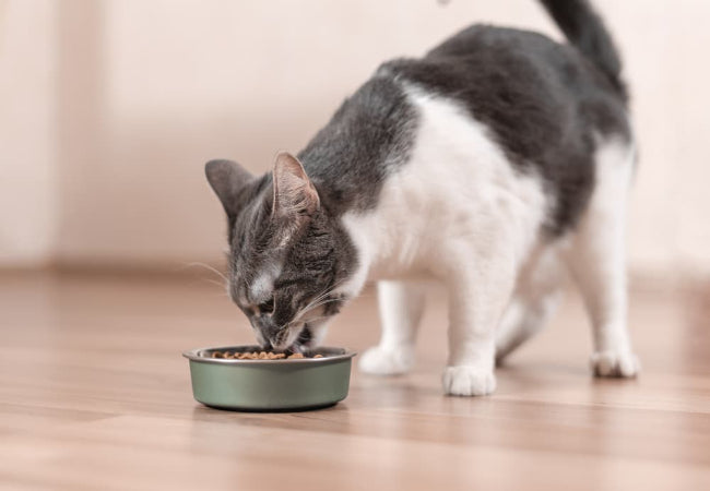 Natural Hairball Control for Cats