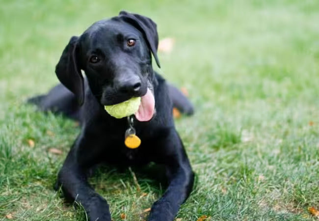 Natural Heartworm Prevention in Dogs: Veterinary Guide & Safe Practices 2025 🌿🩺