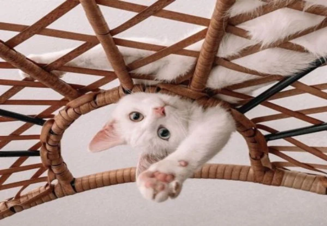 Natural Joint Support for Cats