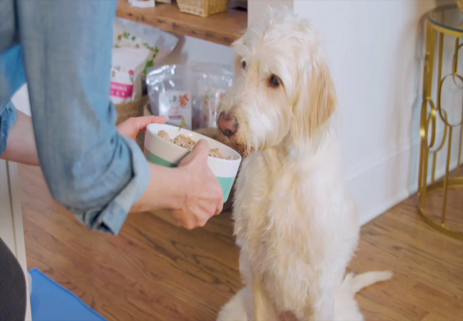 Natural Kidney Support for Dogs