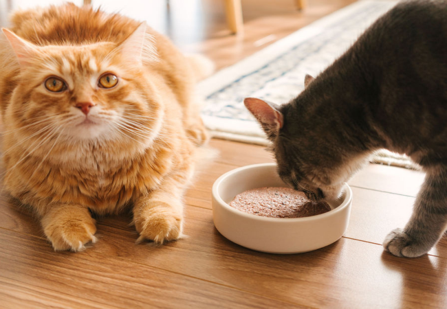 Natural Nutrition for Cat Urinary Health 2025: Vet Tips to Prevent Crystals & Infections 🐱✨