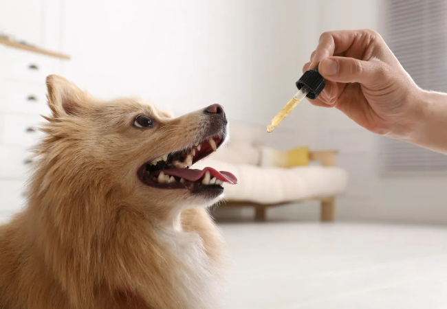Natural Skin and Coat Health for Dogs