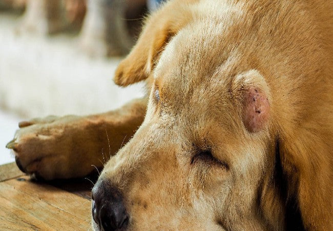 Natural Support for Dogs with Fibrosarcoma in 2025: Vet-Backed Holistic Care Guide 🐾🌿