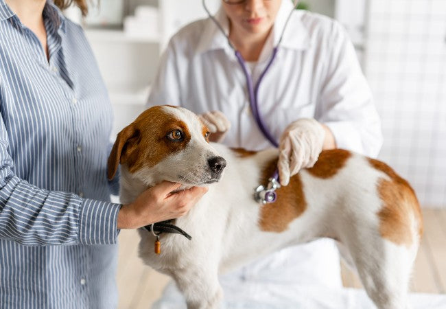 Natural Support for Dogs with Mitral Valve Disease in 2025: Vet-Backed ❤️🐶