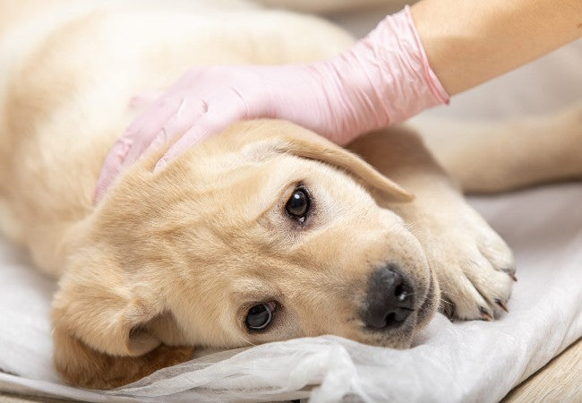 Natural Support for Dogs with Soft Tissue Sarcoma in 2025: Vet’s Holistic Care Guide 🐾🌿