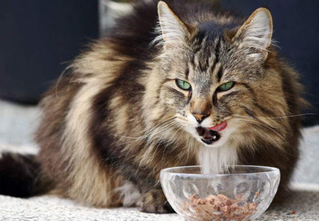 Natural Weight Loss for Indoor Cats