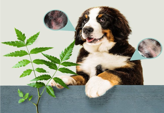 Neem Oil for Dogs: A Vet Approved Safety Guide for 2025 🩺🐶