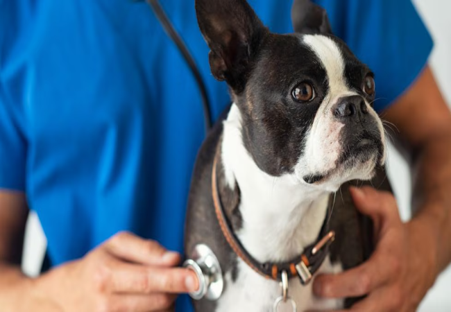 Neuroaxonal Dystrophy in Dogs – Vet Guide 2025 🐶🧠🩺