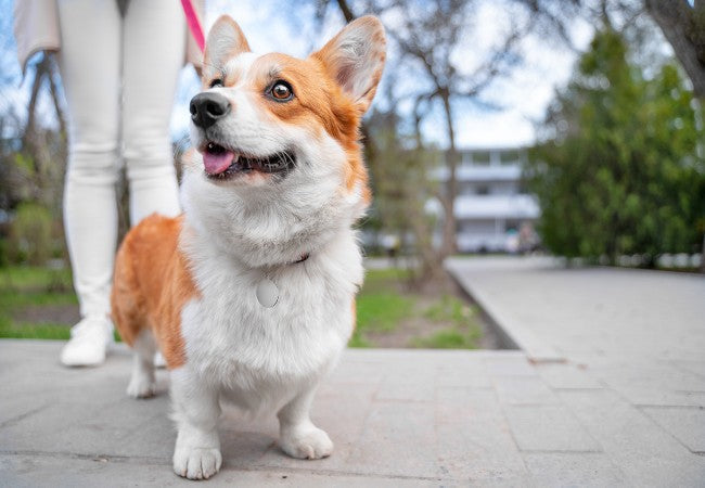 Neurological Disorders in Dogs 2025: Vet Guide to Causes & Care 🧠🐶