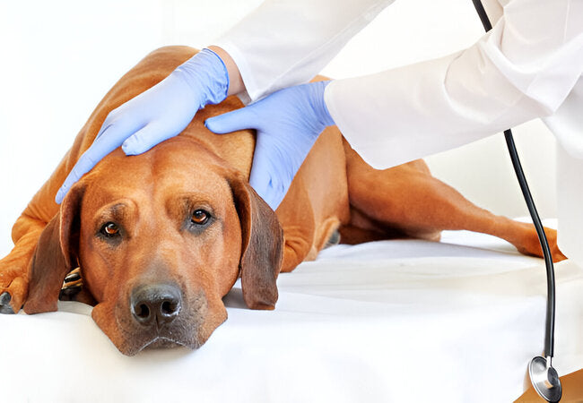 Canine Neurological Disorders: 2025 Vet-Approved Care Guide 🐕🧠