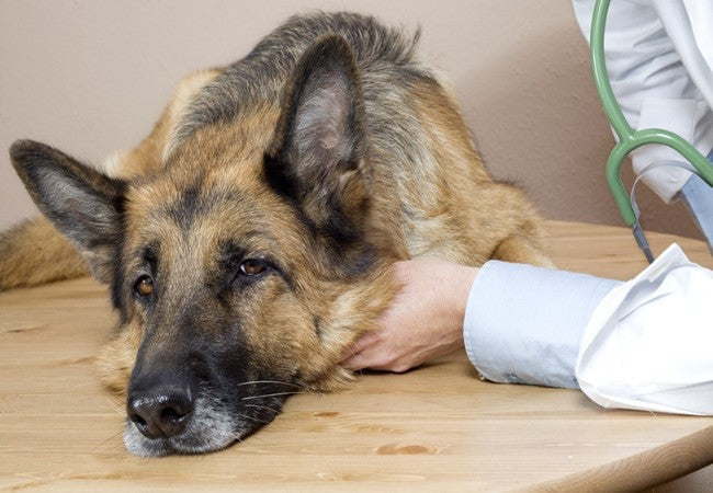 Neurological Disorders in Dogs – Vet Guide 2025 🐶🧠🩺