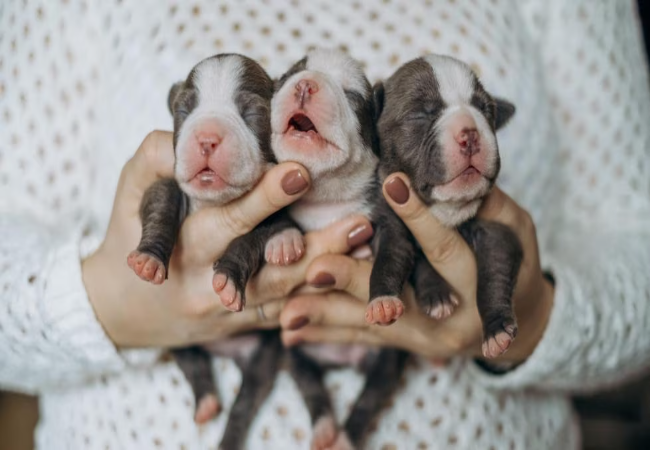 New Puppy Care 0–7 Weeks 2025 : Vet Guide to Health & Feeding 🍼🐶