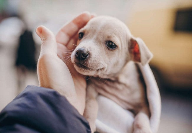New Puppy Care 8–12 Weeks: Growth, Training & Social Tips 🐾