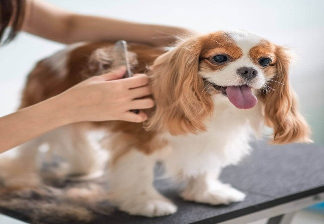New Puppy Care at 12–18 Months (2025): Vet‑Approved Guide for Thrive & Transition 🐶