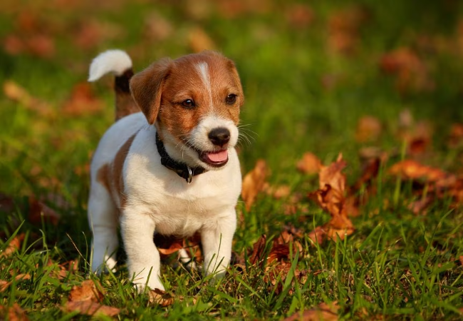 New Puppy Supplies Checklist 2025: Vet Reviewed Essentials for a Smooth Start 🐾