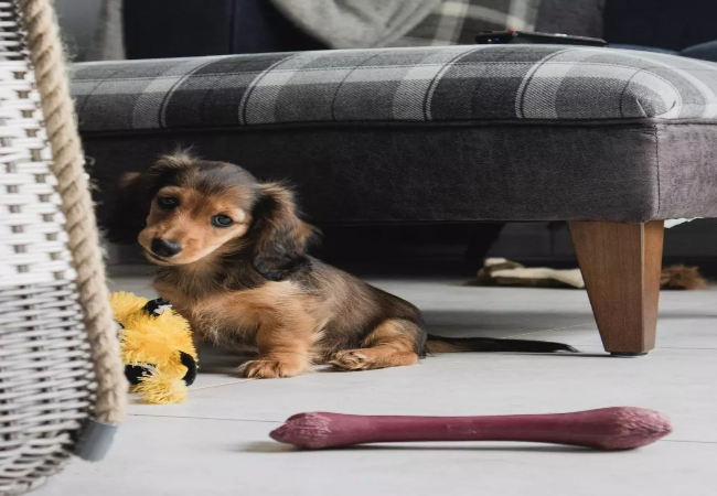 New Puppy’s First 24 Hours Vet Survival Guide for 2025 🐶✨