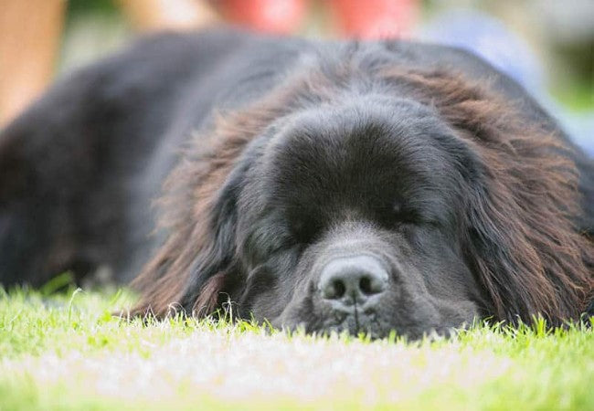 Newfoundland Breed Guide 2025: Gentle Giant for Families Health, Training & Care🐶✨