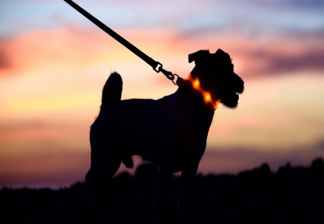 Nighttime Dog Walking Safety: A Vet Approved Guide for 2025 🌙🐶