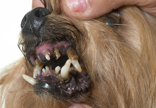 Nocardiosis in Dogs: Vet-Approved Causes, Symptoms & Treatments (2025 Guide) 🐶💊